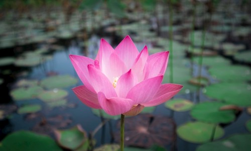螃蟹的正确吃法视频-螃蟹正确吃法图解网 | 螃蟹正确吃法图解视频,螃蟹正确吃法图解视频